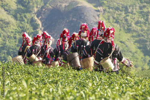 tea leaf at plantation background is Akha hill tribe woman