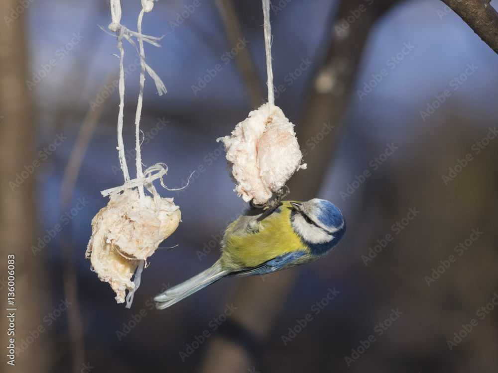 Naklejka premium Blue Tit, Cyanistes caeruleus, on a fat ball in winter, close-up portrait, selective focus, shallow DOF