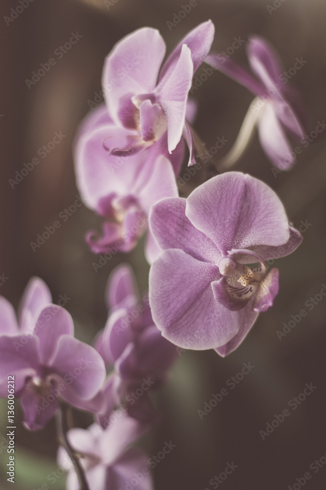 The Phalaenopsis Orchid on a dark background in vanilla style The Phalaenopsis Orchid on a dark background in vanilla style