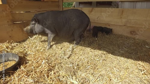 mother pig defends pigglets from farmer as she tries to eat photo