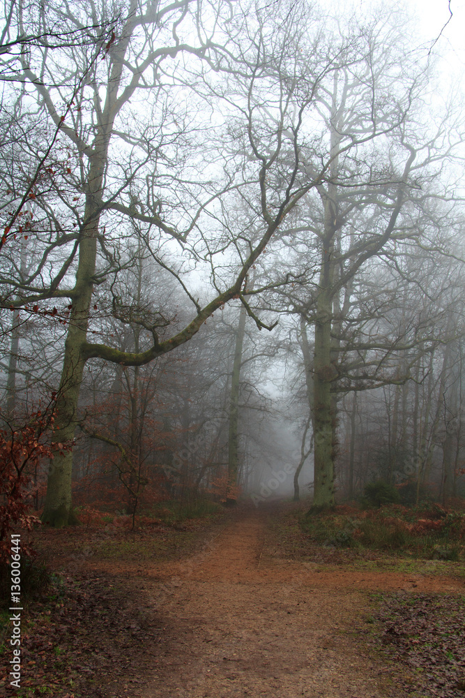 English woodland on a foggy misty morning English woodland on a foggy misty morning