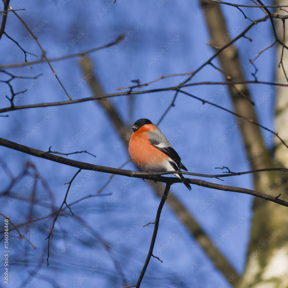 Red-colored Male of Eurasian Bullfinch, Pyrrhula pyrrhula, close-up portrait on branch with bokeh background, selective focus, shallow DOF Red-colored Male of Eurasian Bullfinch, Pyrrhula pyrrhula, close-up portrait on branch with bokeh background, selective focus, shallow DOF