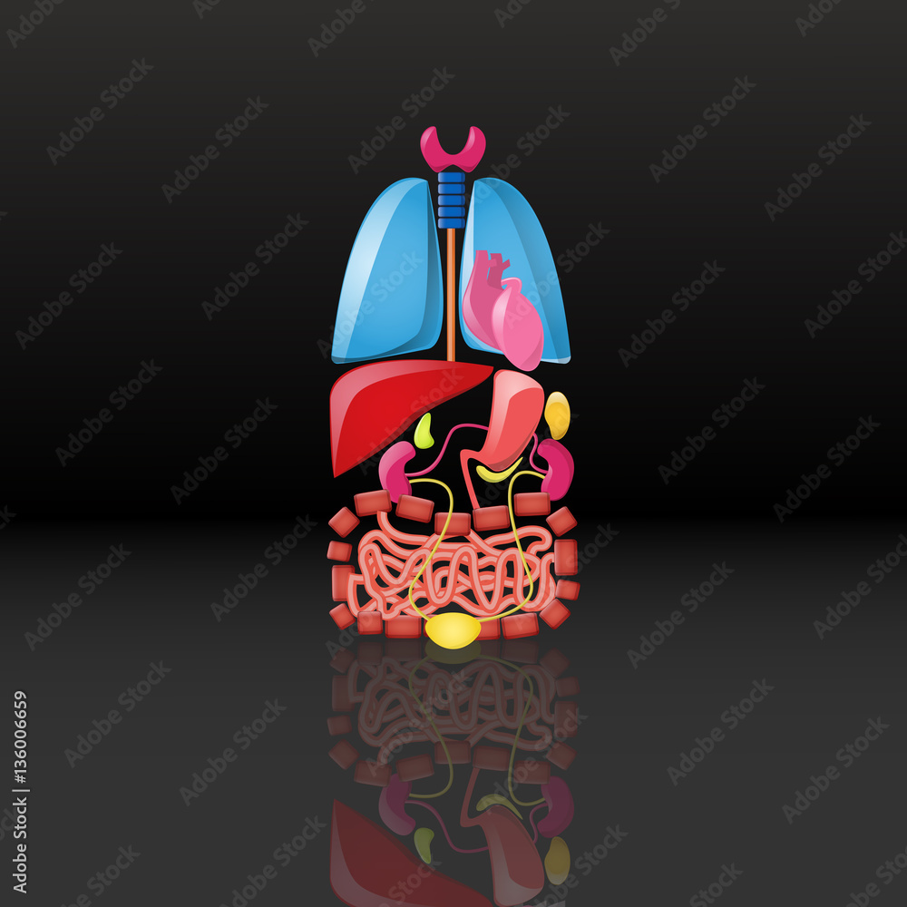 Cartoon bright internal organs set on the black gradient backgro Cartoon bright internal organs set on the black gradient backgro