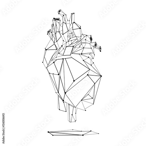 Low poly style isolated line anatomical heart in black color on