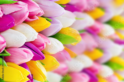 Fototapeta Naklejka Na Ścianę i Meble -  Tulips