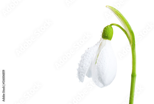 Tableau sur toile White flower snowdrop close-up.
