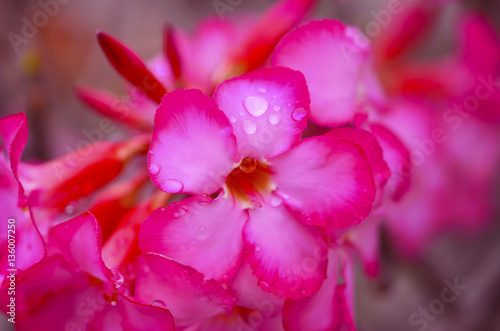 Blooming Pink Azalea Afer Rain, close-up, selective focus