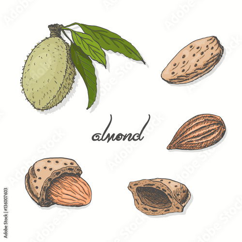 Isolated almonds on a white background