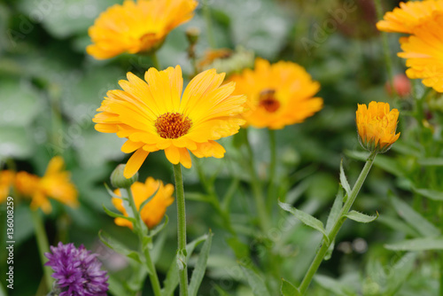 marigold in the nature
