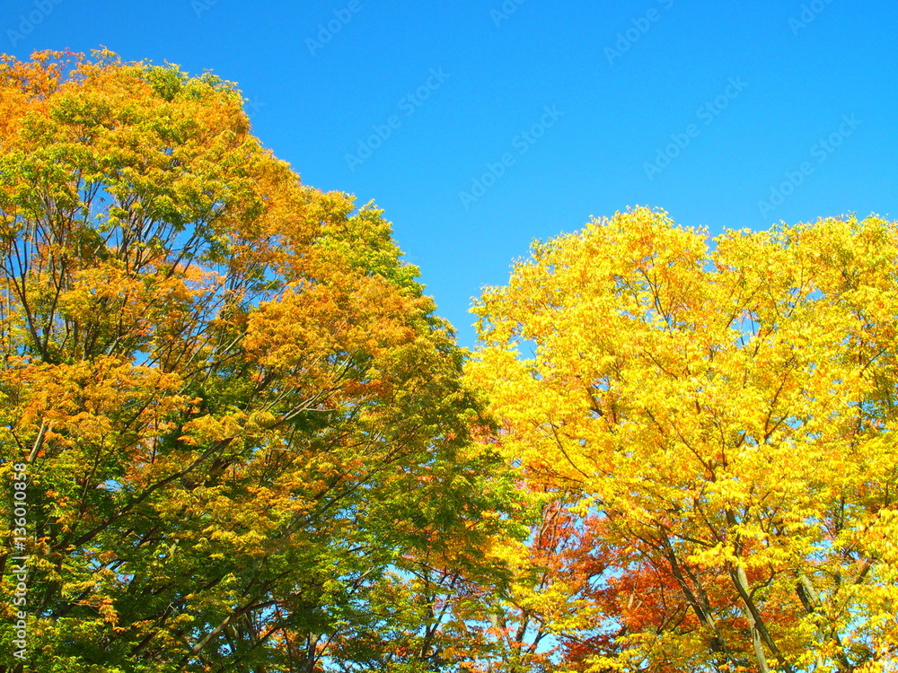 公園の黄葉の木々