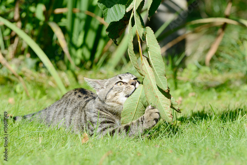 Kitten playing on the meadow with leaves