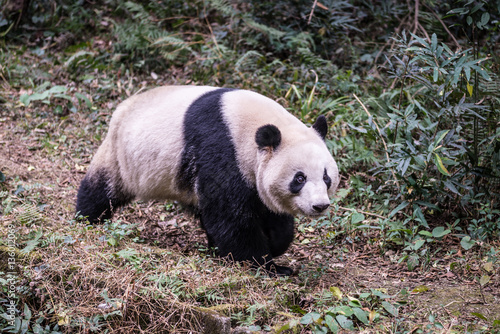 Giant panda  photographed in Sichuan  China