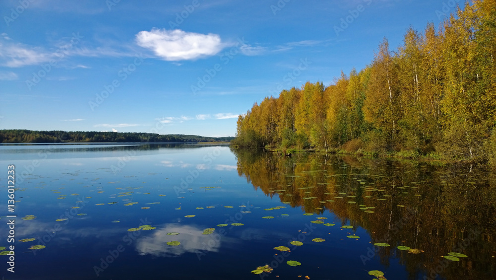 Beautiful forest and clouds reflected in calm lake bright in the fall. On the water floating water lilies