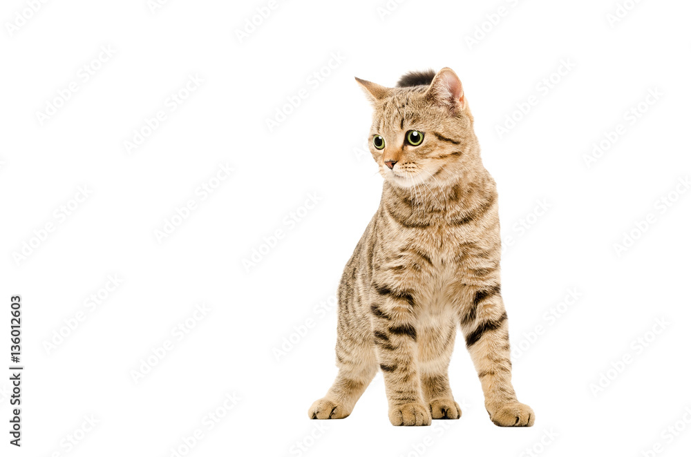 Fototapeta premium Attractive young cat Scottish Straight, isolated on white background