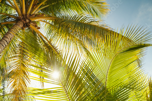 Coconut palm tree leaves in sunlight