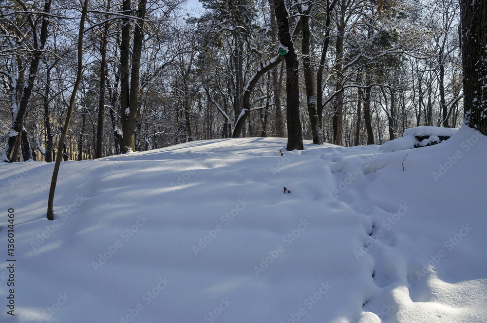 Magnetic winter scene of forest  covered with new snow in park, Sofia, Bulgaria 