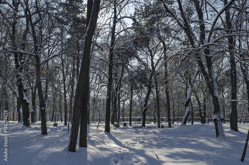 Magnetic winter scene of forest covered with new snow in park, Sofia, Bulgaria 