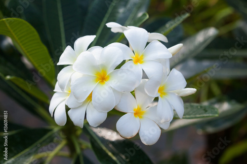 Beautiful white Plumeria on tree in nature