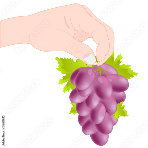 Grozdi grape in hand