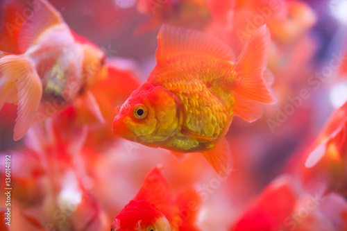 goldfish sucks a rocks in the aquarium