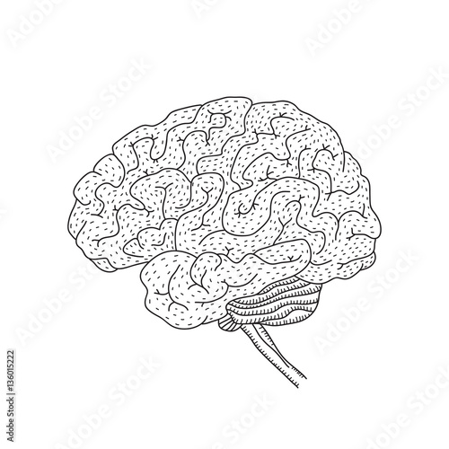 Vector illustration of human brain isolated on white background 