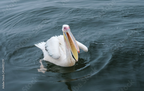 Swimming great white pelican in the Walvis Bay, Namibia