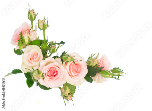 Pink blooming fresh roses with buds frame element isolated on white background