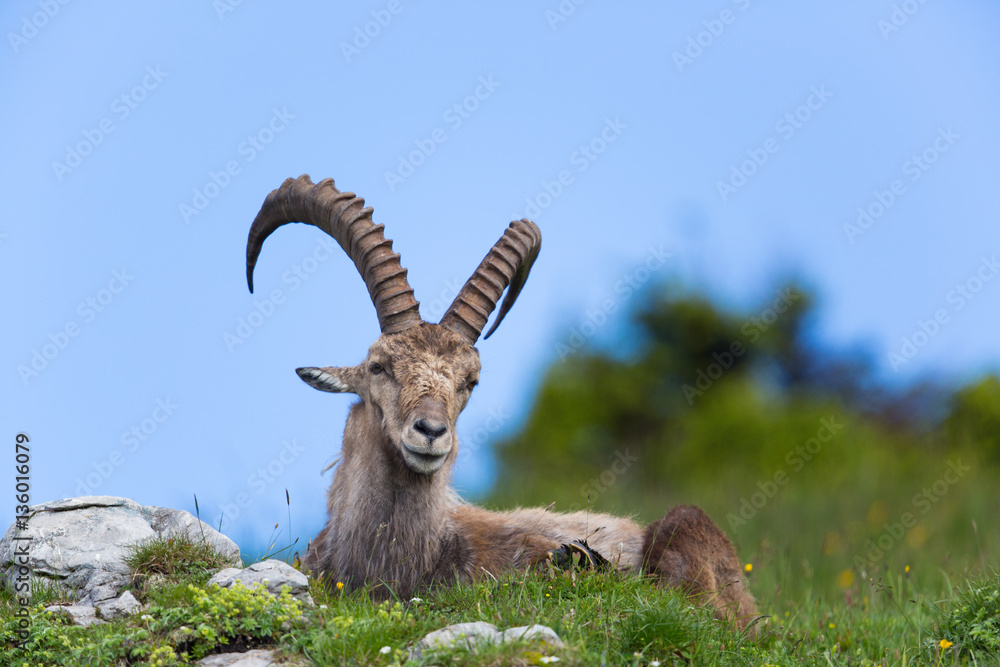 Natural alpine ibex sitting in meadow