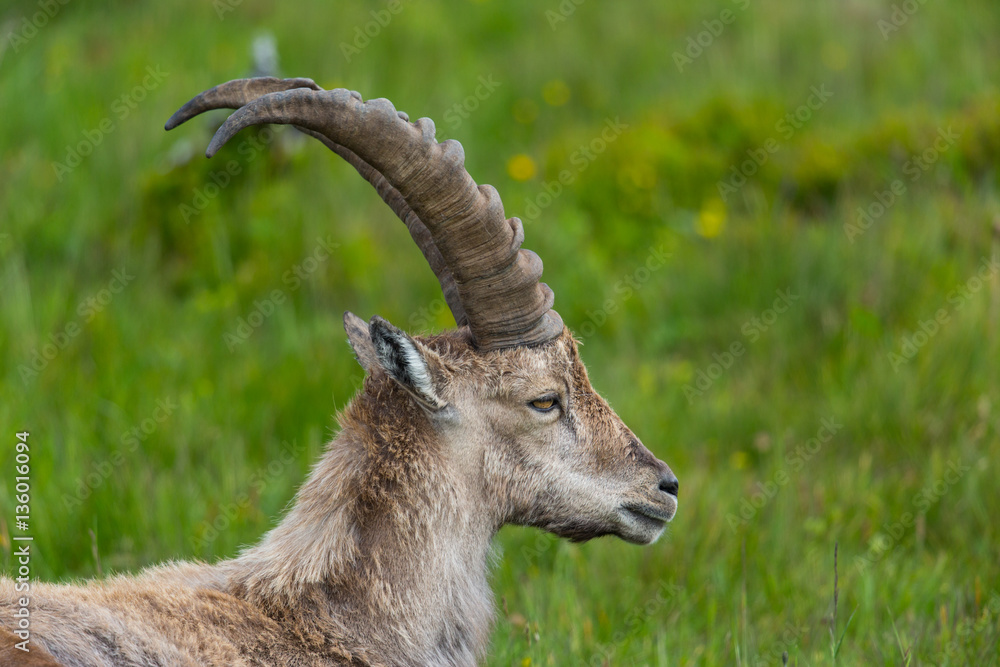 Side view portrait of natural alpine ibex capricorn