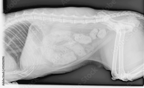 Radiographie d'un chat constipé