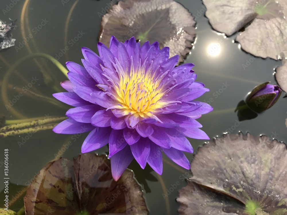 Ταπετσαρία Nymphaea caerulea or Blue Egyptian lotus or Blue water lily.