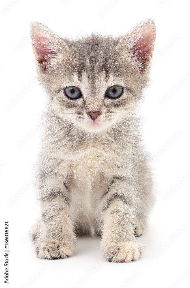 Obraz premium Small gray kitten.