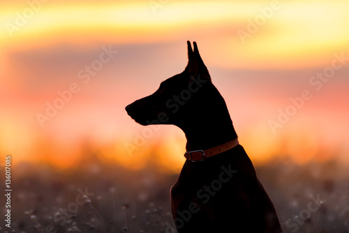 Fotografiet Doberman silhouette against sunset sky