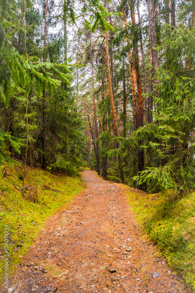 Fototapeta premium Waldweg