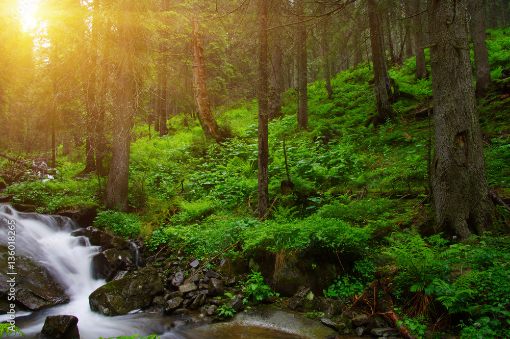 Trees in forest Trees in forest