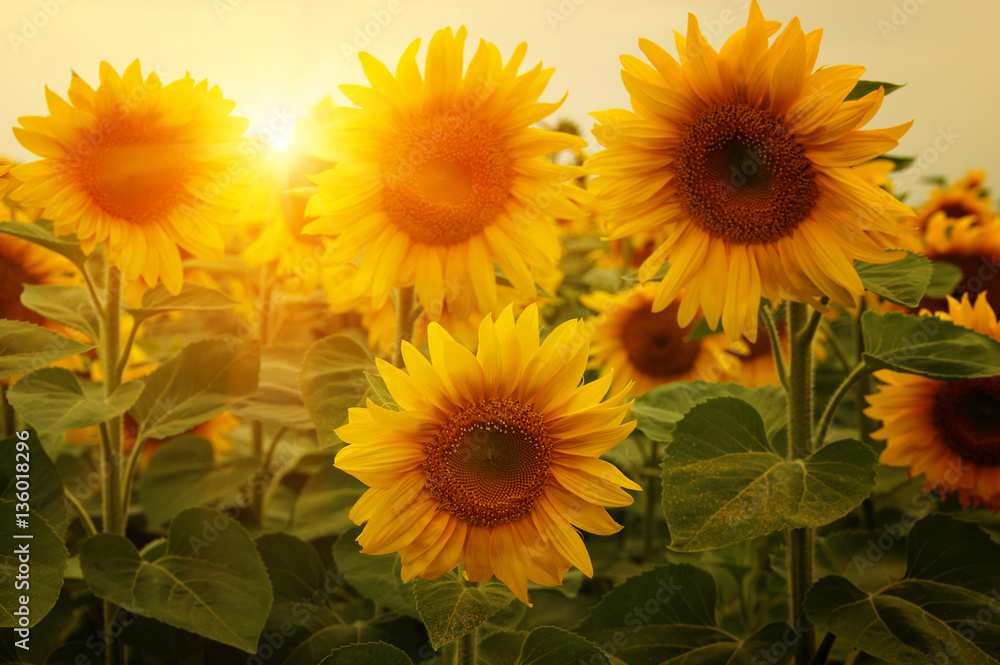 Fototapeta  sunflowers and sun