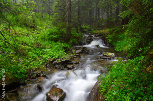 River in the woods