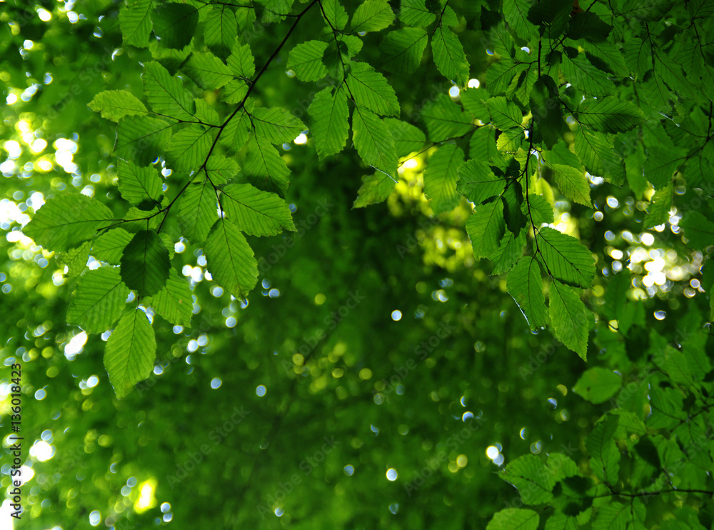 Green leaves on the green Green leaves on the green