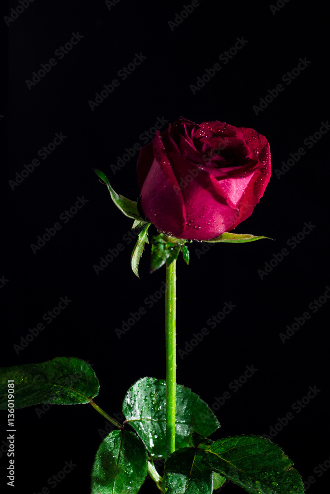Red rose isolated black,In the dark days of love Red rose isolated black,In the dark days of love