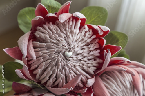 Say it with a flower. Protea, silver heart. photo