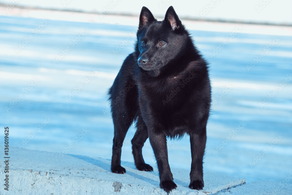 Naklejka premium Dog Schipperke