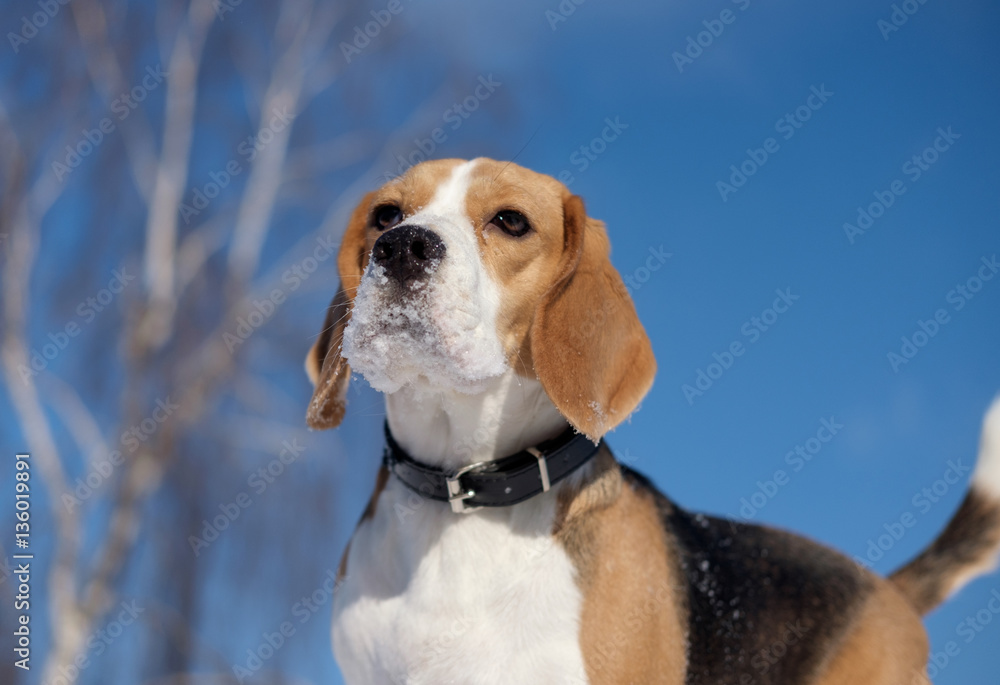 Dog Beagle on a walk and running around playing in the snow 