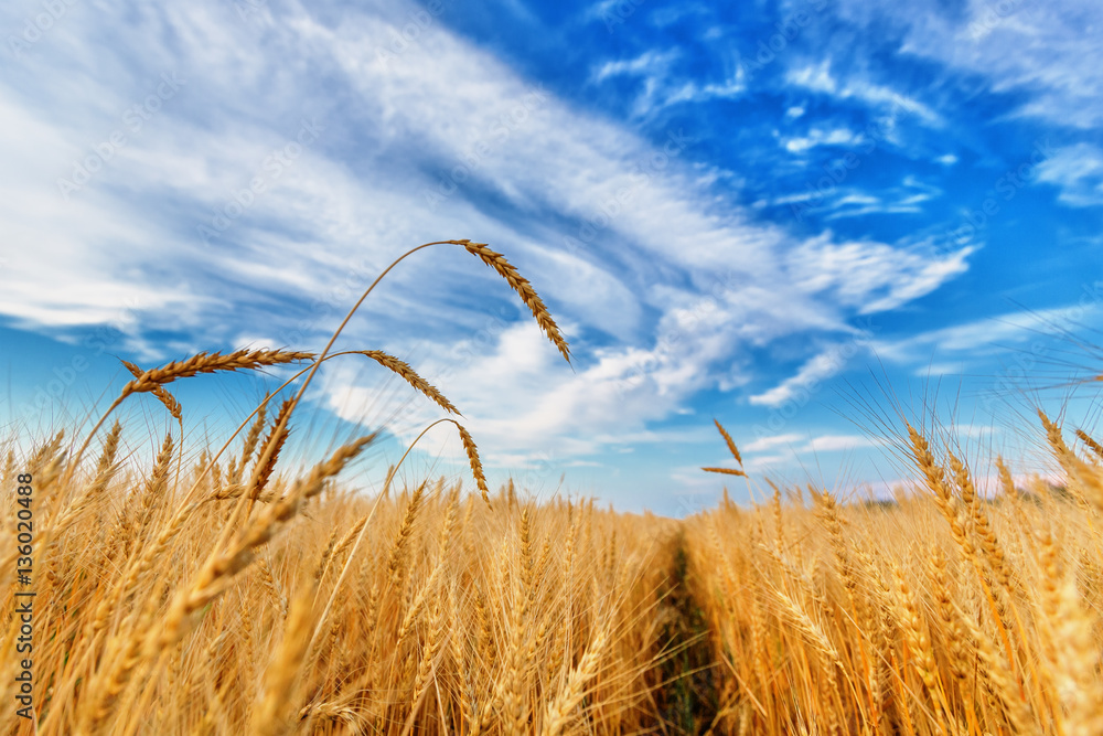 Obraz premium Wheat ears and cloudy sky