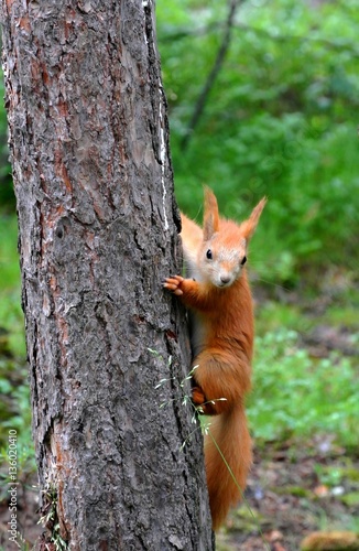 Little red squirrel climbing up tree in rain, suddenly saw something and become interested. She clutched long claws into bark of old pine tree trunk and looking in wrong direction. 