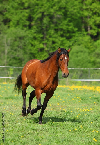 Purebred horse galloping across a green summer ranch