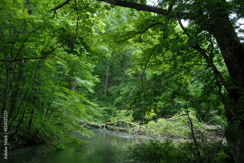 Towada Oirase streams
