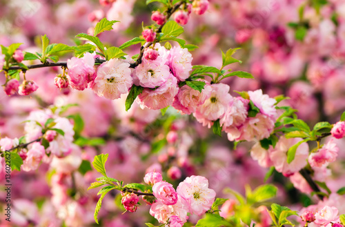 Prunus triloba blossoms.