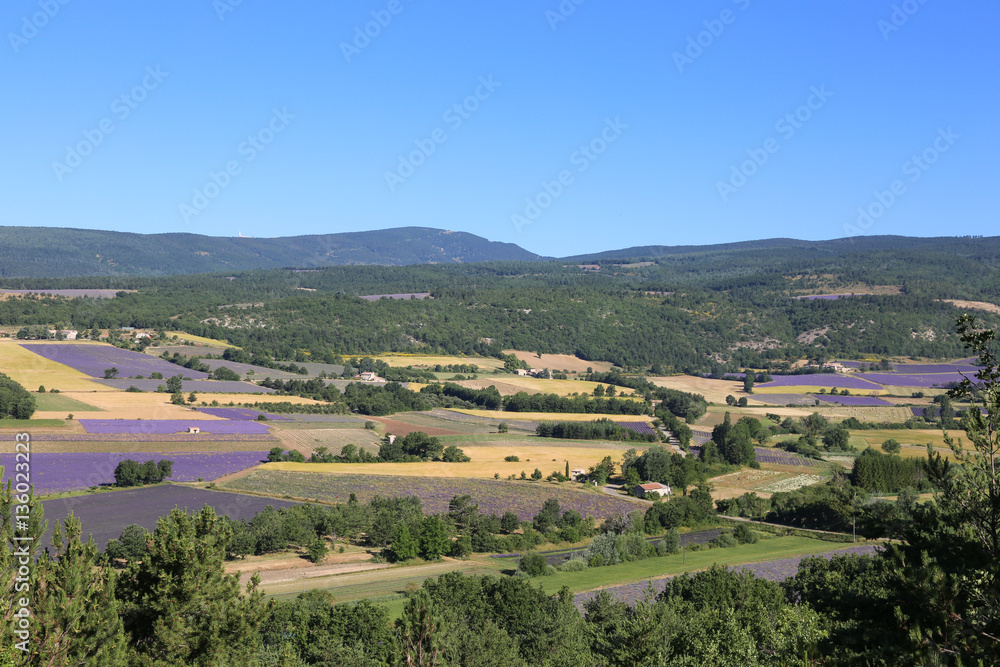 lavender fields in Provence France