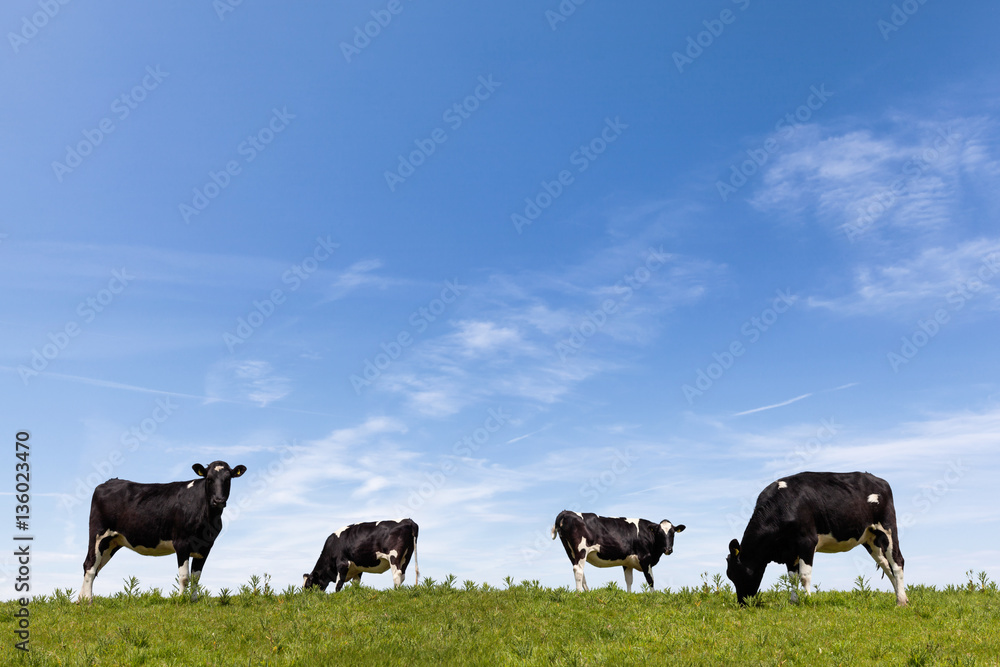 Cattle grazing in a lush green field in the daytime