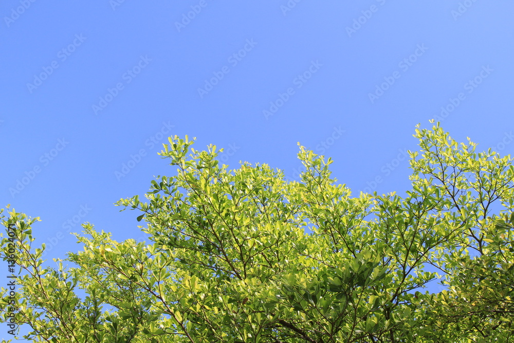 Green leaf and blue sky